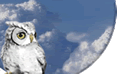 NC Wise Owl